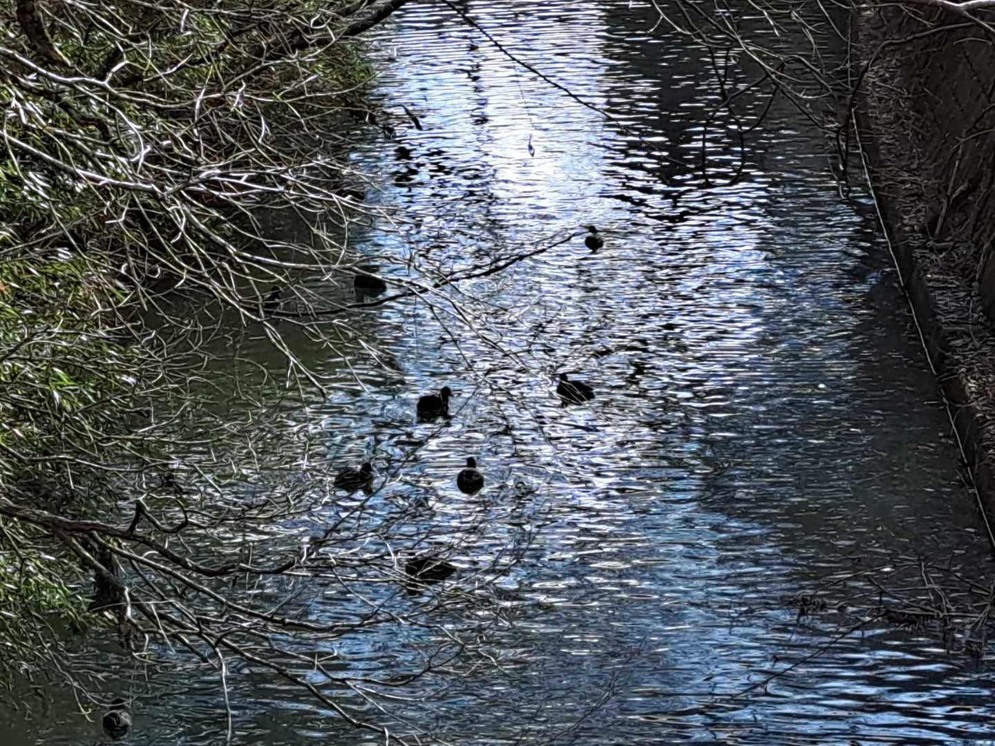 ここには鼻筋の白いオオバン🐦‍⬛