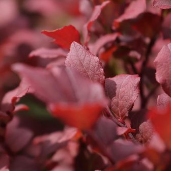 一足お先に
紅葉してみました🍁
綺麗な紅葉🍁