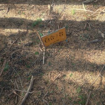 百合の台の山頂標はっけーん。YAMAPルートから外れてるからみんなの足跡を見て、初めてきました。