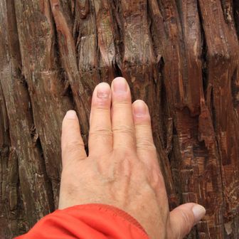スギチャをしたらしめ縄があって御神木のようでした🥹