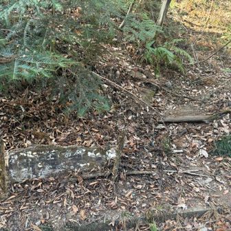 車道に下りてきました！