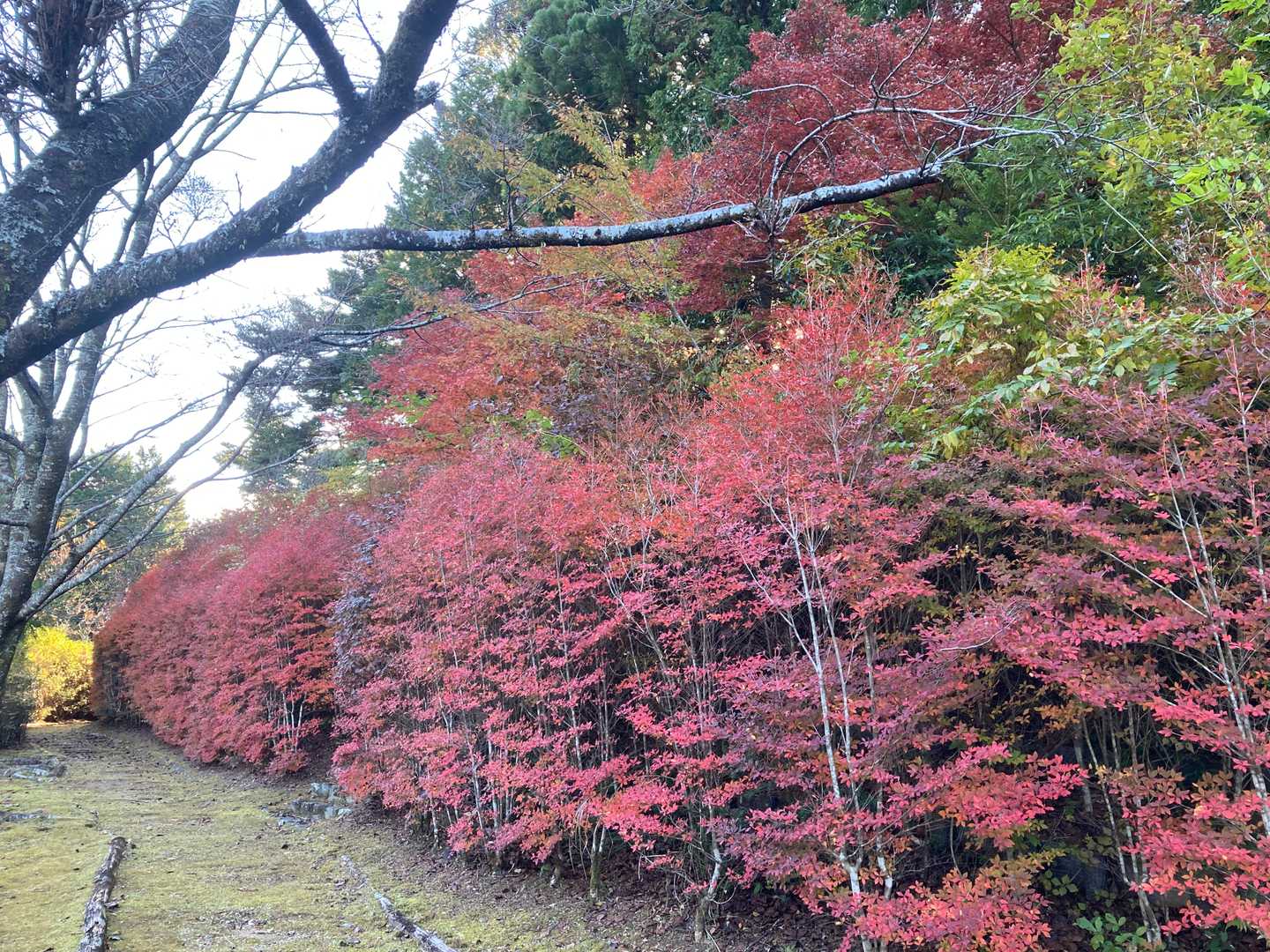 こちらはしっかり赤い。