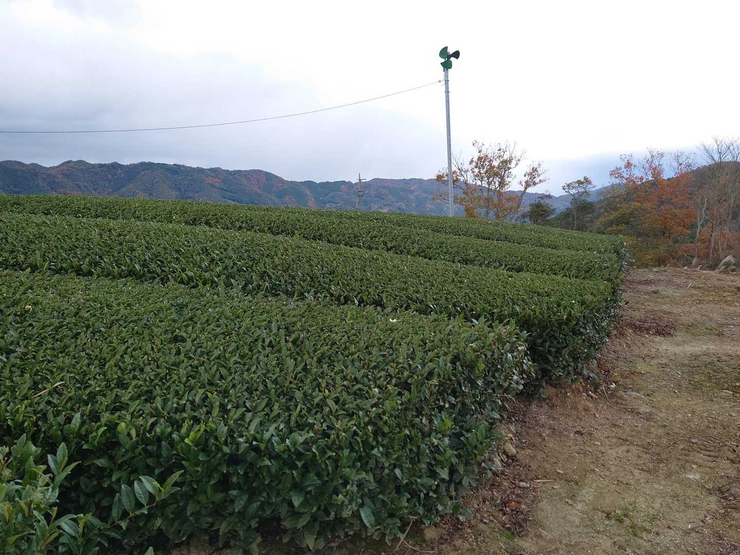 yamapの妙見山山頂🚩は ちょうどこの茶畑のようです🙆