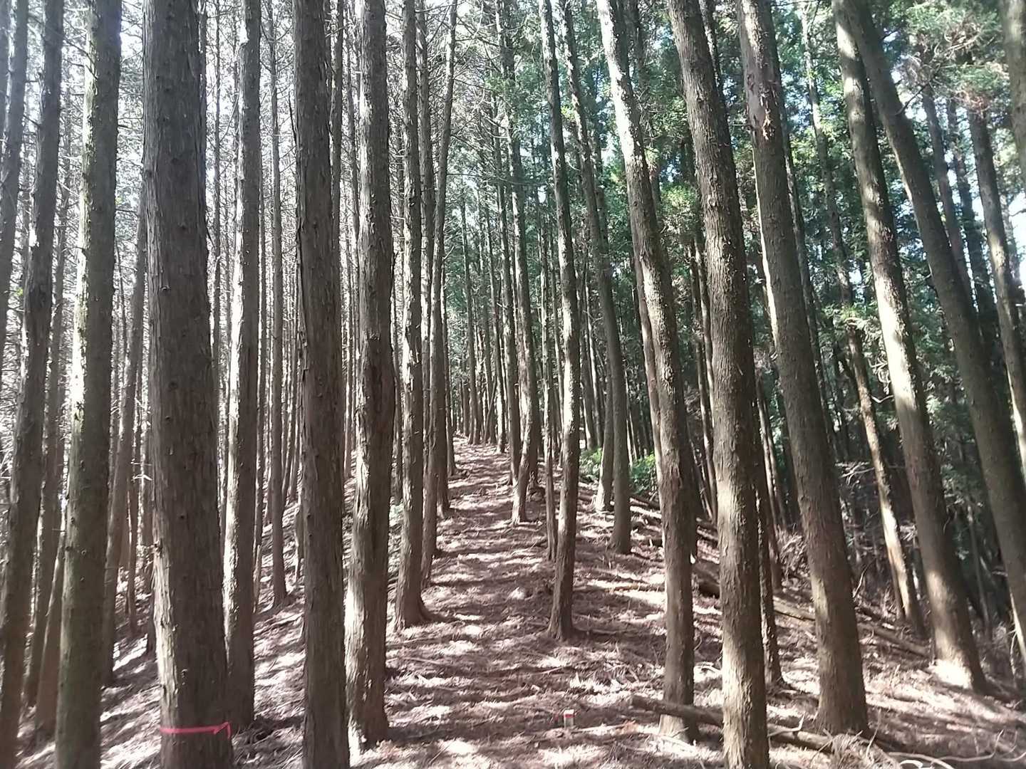 良い感じの縦走路✨