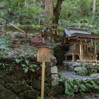 連理の杉