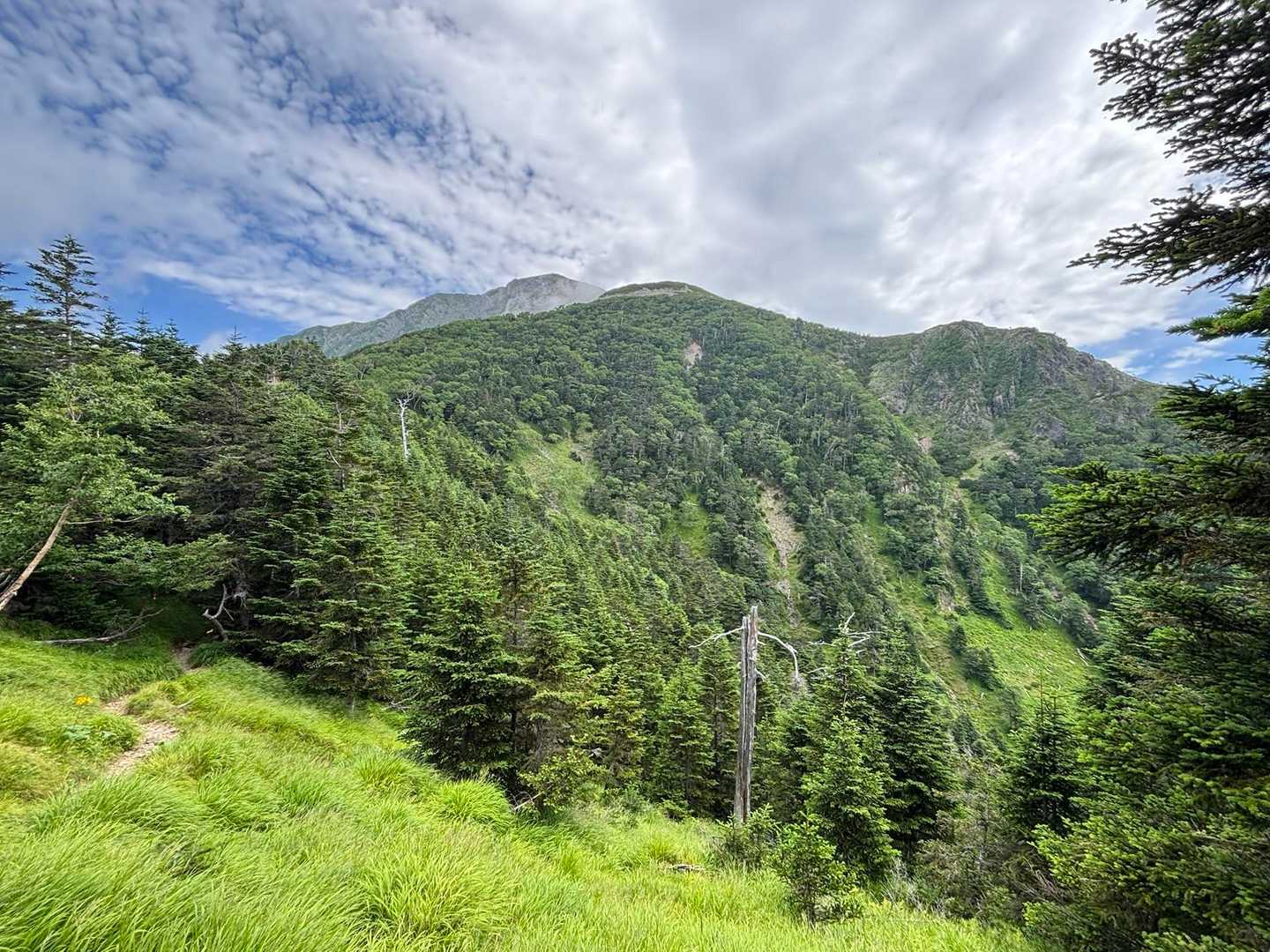 芝沢ゲート-易老渡-大木の広場-苔平-小聖岳-聖岳 往復コースの写真