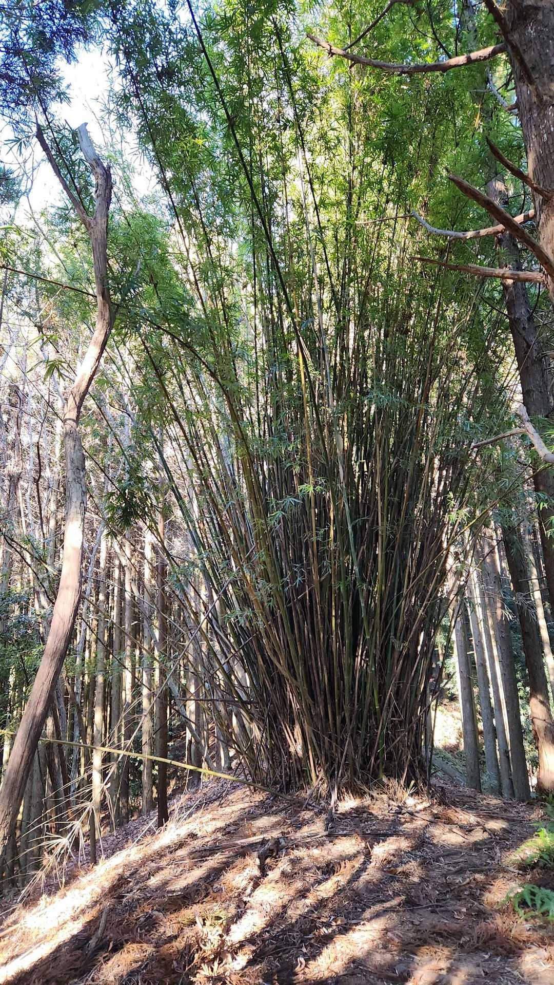 竹ボーボー