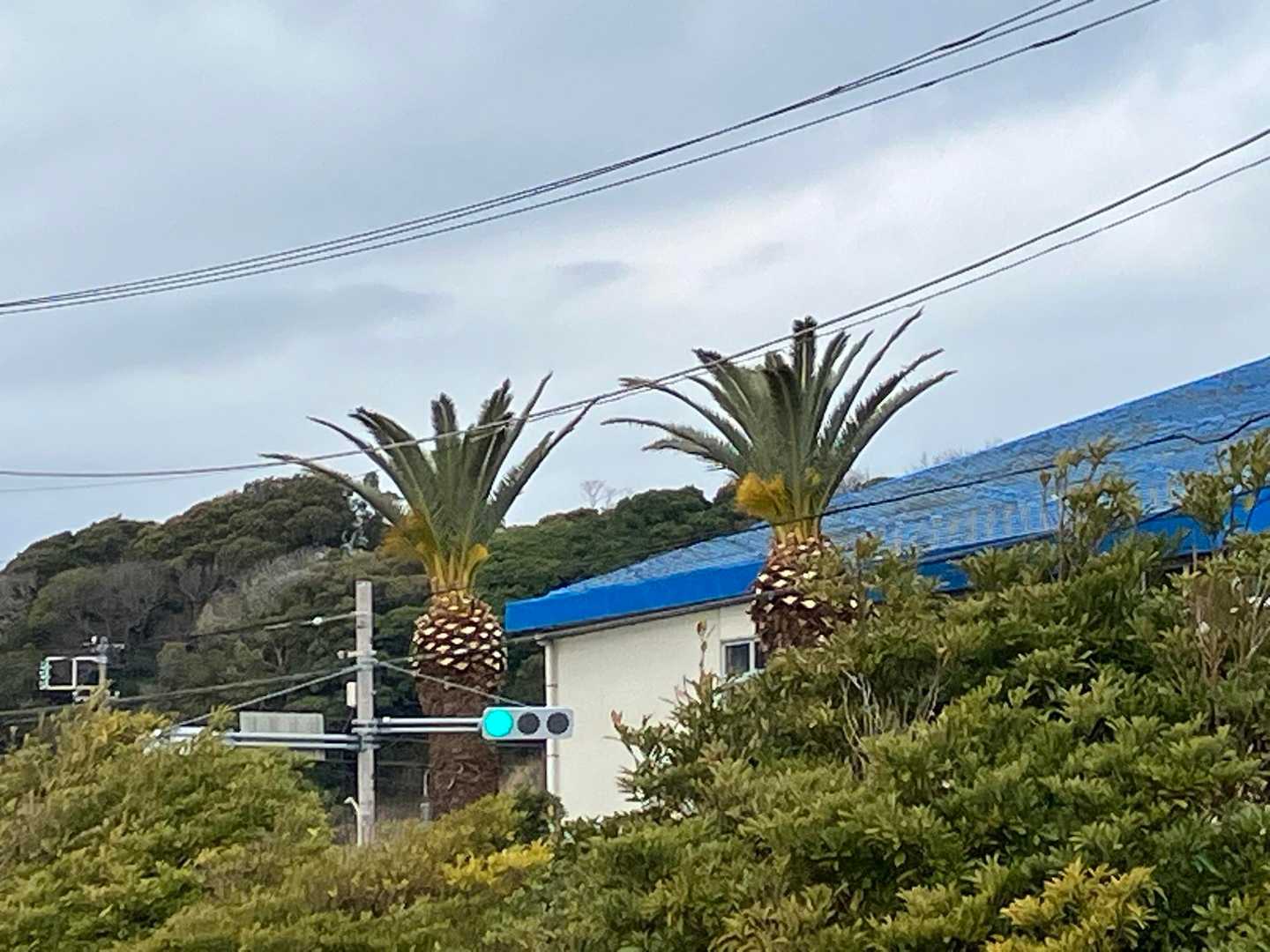 パイナップルに見えてしまいました💦🍍🍍