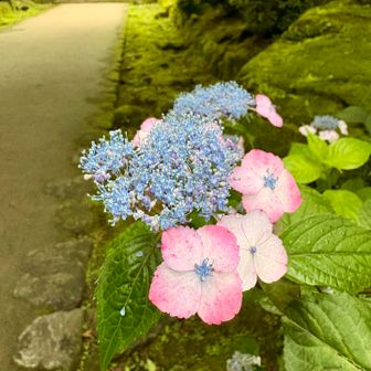 紫陽花の季節です😆
