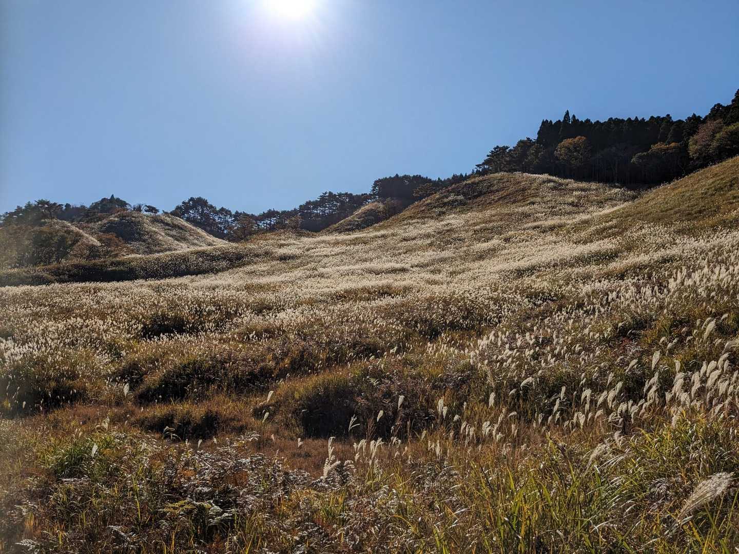 峰山高原バス停-峰山-峰山口-砥峰高原ハイキングコース入口 往復コースの写真
