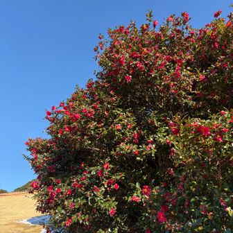 サザンカの🔴、葉っぱの🟢、お空の🔵、ほんのちょっとの雪の⚪️
💖💖💖
満たされたー、また来ます😊