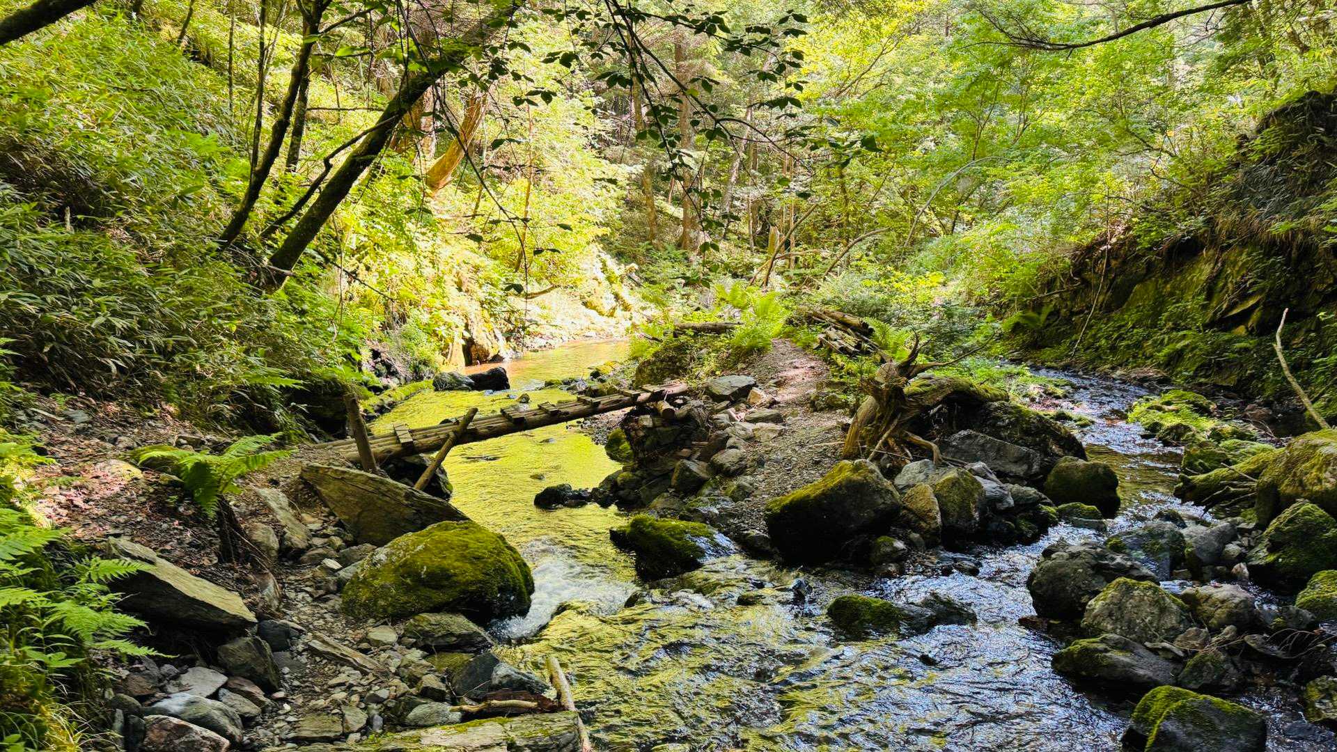 展望と森。豊かな山の表情を楽しむ長野・入笠山＆大阿原湿原コースの写真