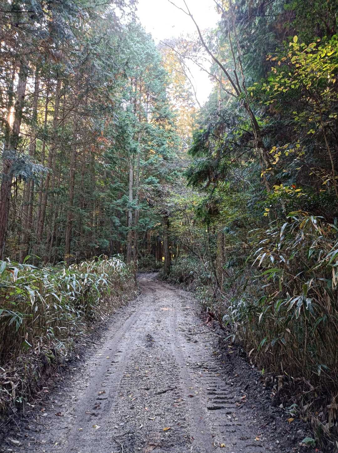 作業道を通っていきます。