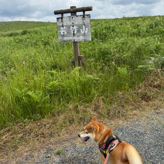 秋吉台の雰囲気わかる周回路
周回時間40分