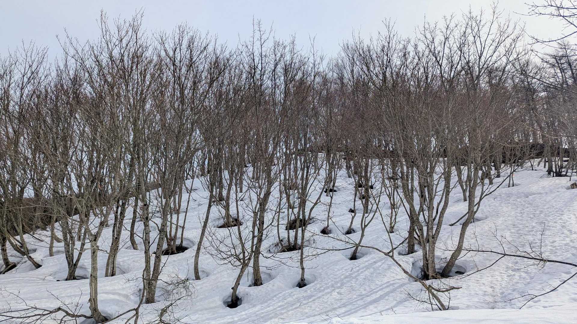ツリーホールいっぱい
カワイイなー🕳️