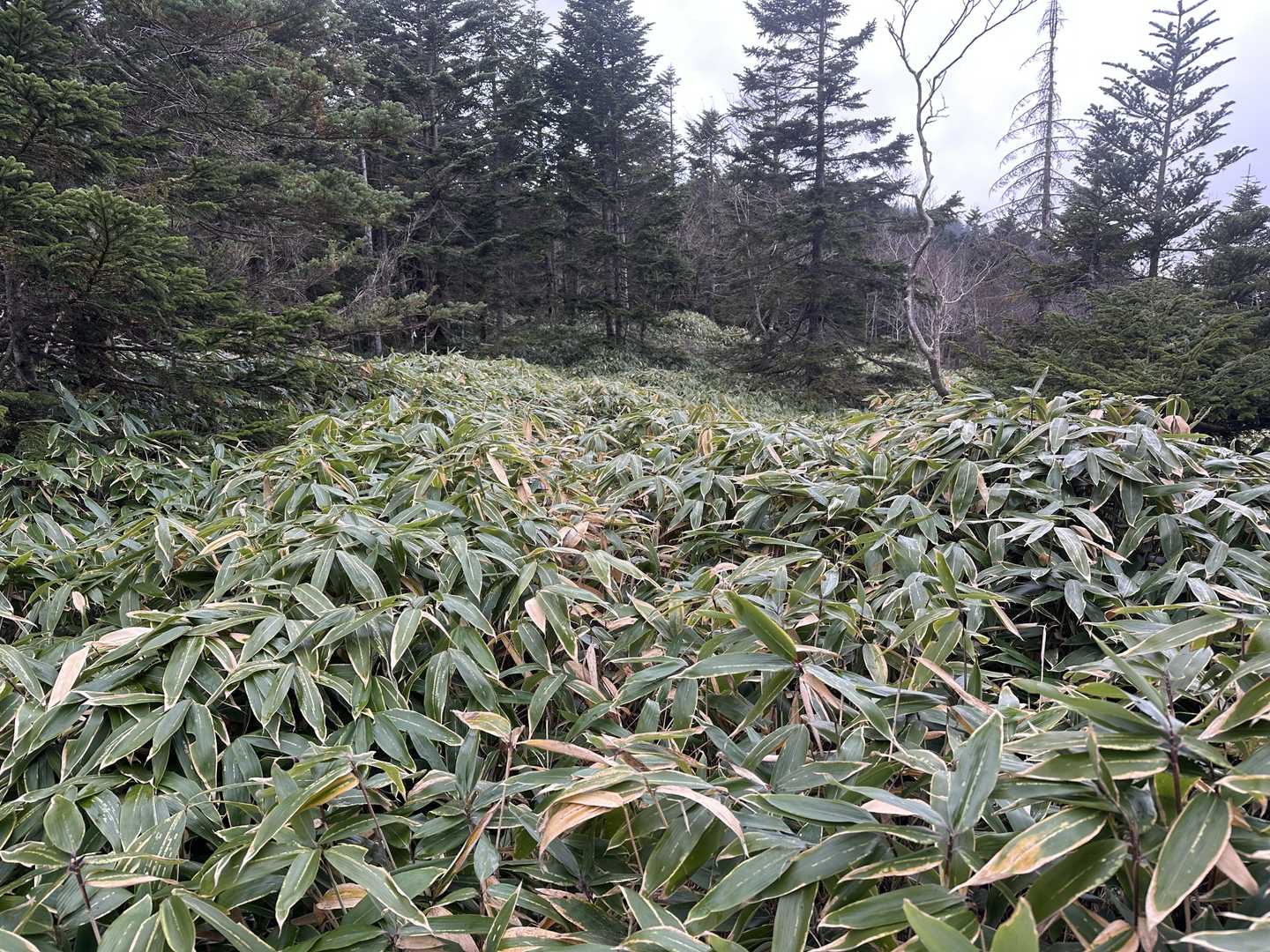 小屋以降は笹が濃くなった。
進路見えません。(写真手前から奥へ道隠れてます)