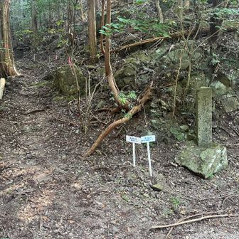 ここから登山道に再び入る