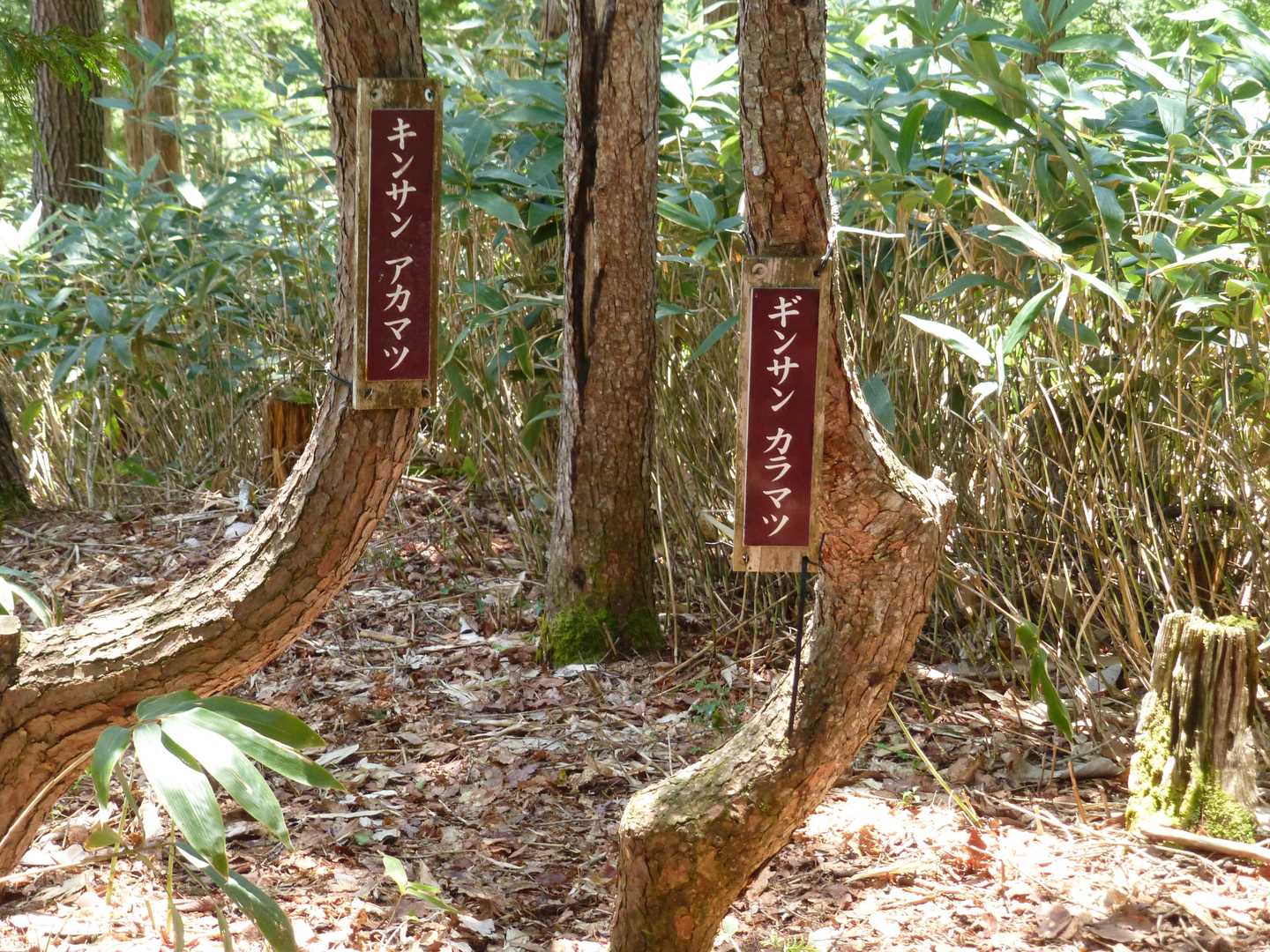 書籍にも登場していたカラマツ
ギリギリわかる世代です

下山は歩きやすい尾根道と静かな針葉樹林の谷に沿った道
この山のコースは変化に富んでいます