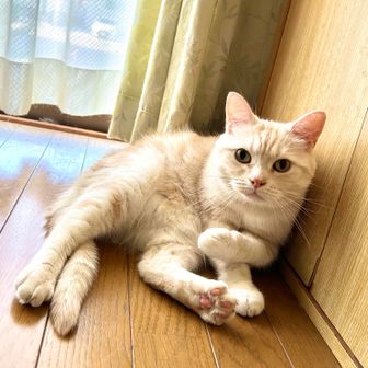 アメショのことら