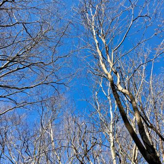 空が青いので、つい見上げがち。