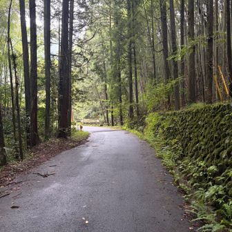 林道をテクテク、もうすぐつるつる温泉♪
下山したら霧は晴れていました。