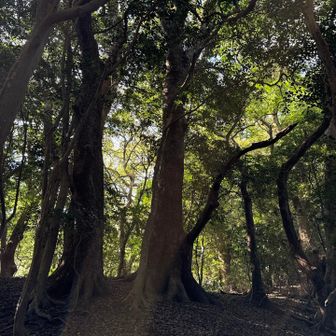 小一足の大きな木に光が降り注ぐ✨✨
神秘的〜😮