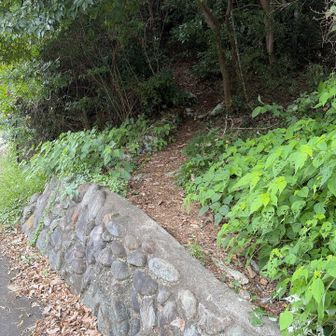 最後のピークの取り付き
普通の道路から
ここでホントにいいのかな🤔
表示も無いし、かなり急なやぶだけど？？