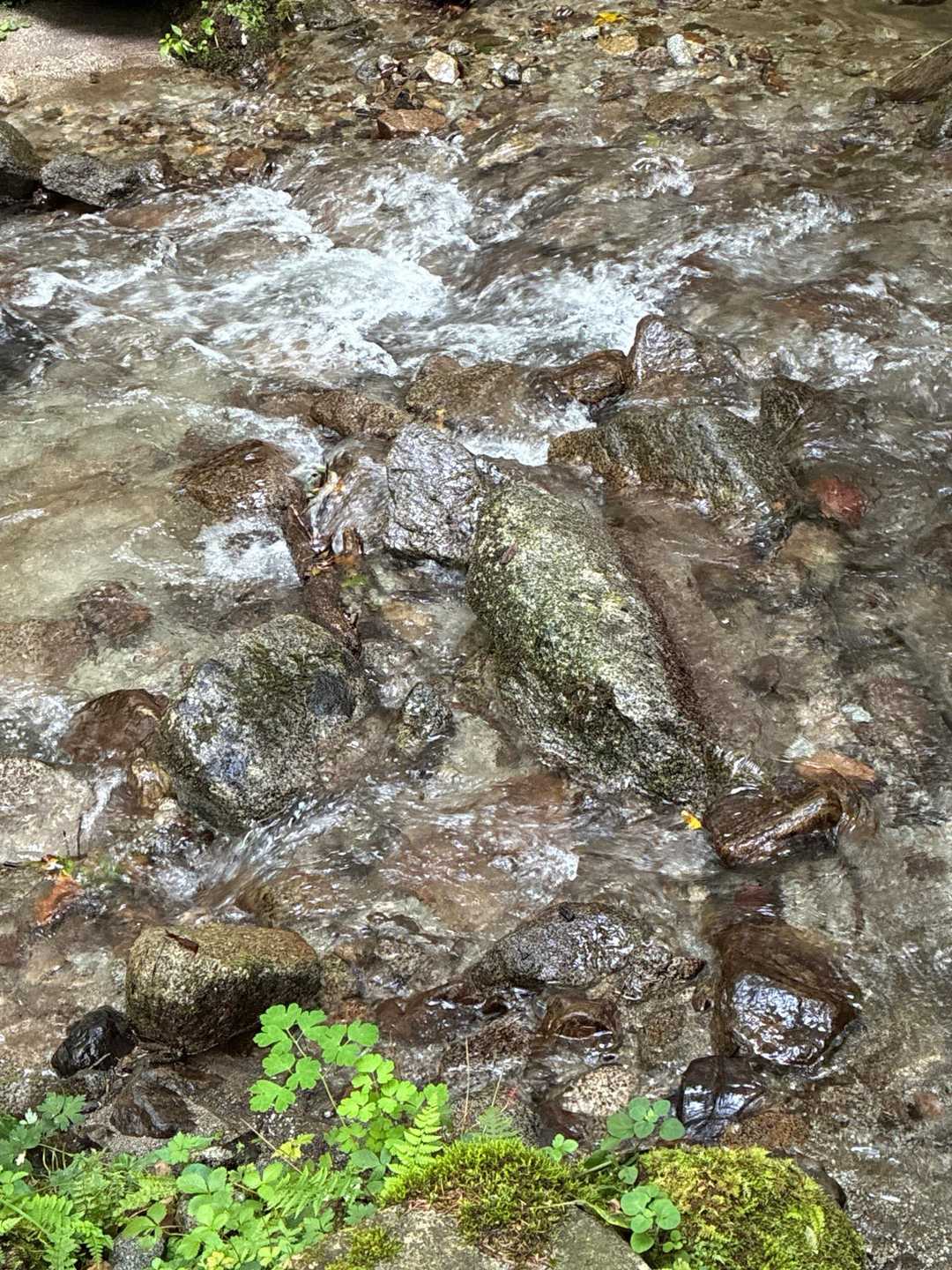 水が綺麗でした。