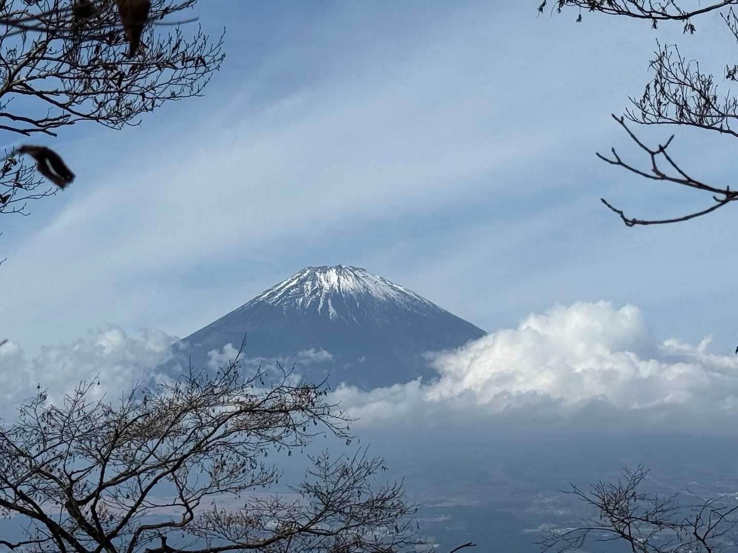 木々の間から🗻