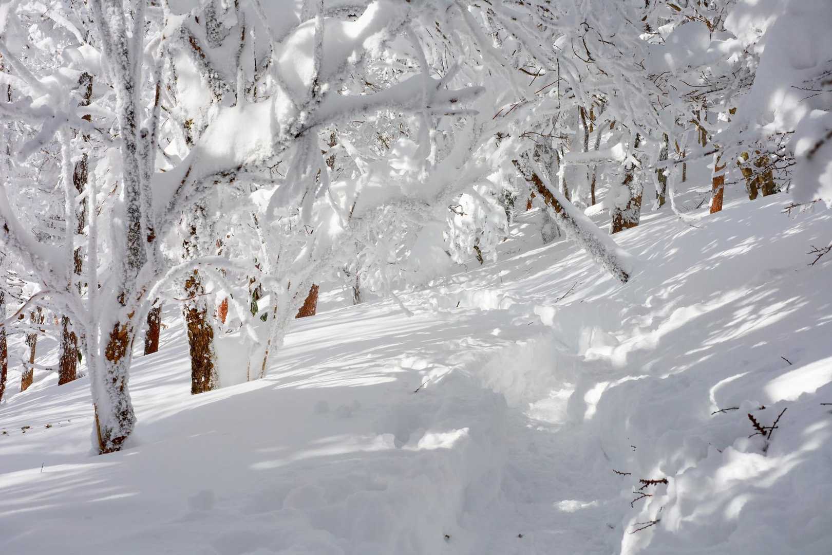 白銀の世界‎🤍‎🤍
樹氷のトンネル🥰