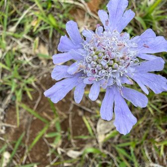 初めて見る花だなぁ。
調べてみるマツムシソウ（松虫草）でした！