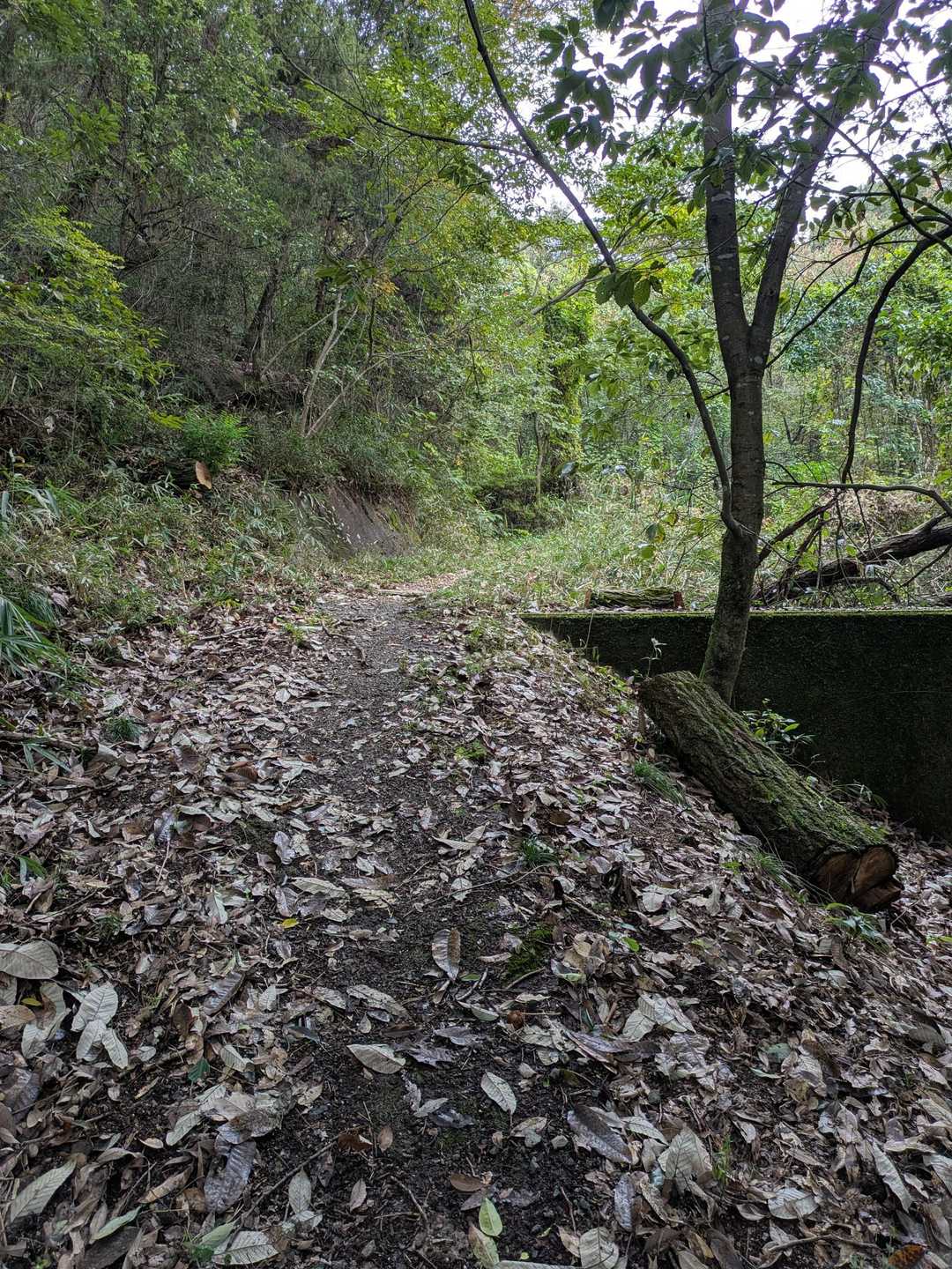 あれ？
倒木がなくなってる
ま、遊歩道だからな
あのまんまほっとく訳にはいかんかったんじゃろ
あの木でよく遊んでたのになぁ