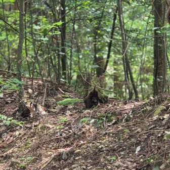 枝が邪魔だけどアレに見える…
もののけ姫のオッコトヌシサマが
引き連れてる被り物したやつ…

続け戦士たち…🐗

わかる人いるかな…🙄ﾜﾀｼﾀﾞｹｶｼﾗ…