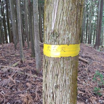 実は、十六天のピークは、お堂のある所ではなく、少し分かりにくい登り口の階段を登って東に少し上がった所に有ります。