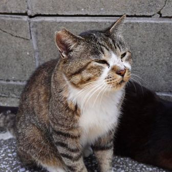 ざ・ねこ