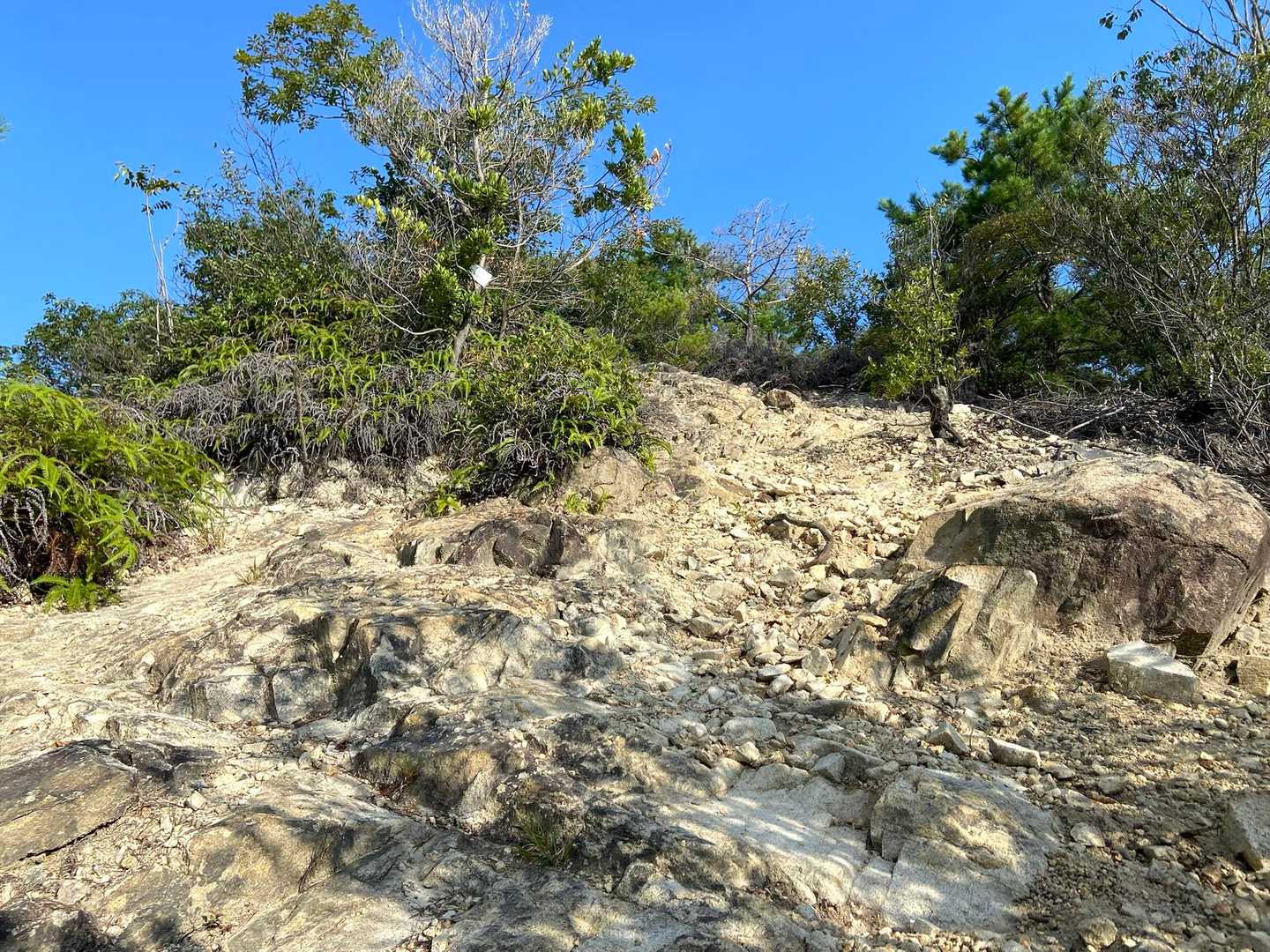 尾長山-牛田山 往復コースの写真