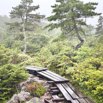 雨の中下山
楽しすぎて帰りたくないけど、もう一度麦草ヒュッテのデザートを食べたいので歩ける