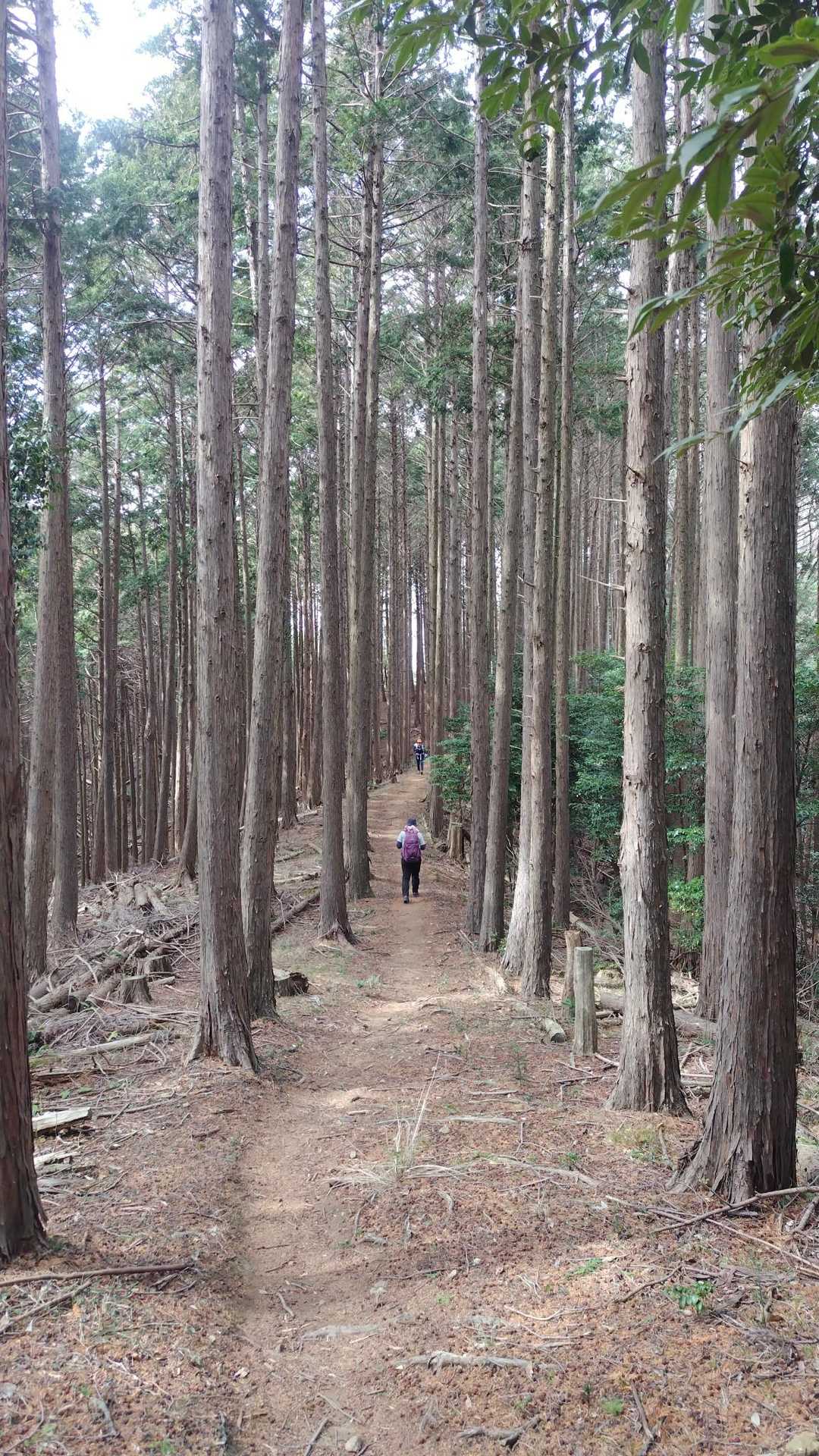 林の快走路
