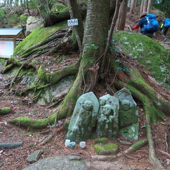 八鬼山峠…丸い石の上に山桜が頑張ってます。花は未だてした！