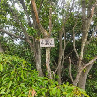 疲れが溜まっているところを中路山に登りたくて無理にお願いしたにもかかわらず、快く同行してくれたおかげで、無事に山頂（ピーク）に到達できました。

