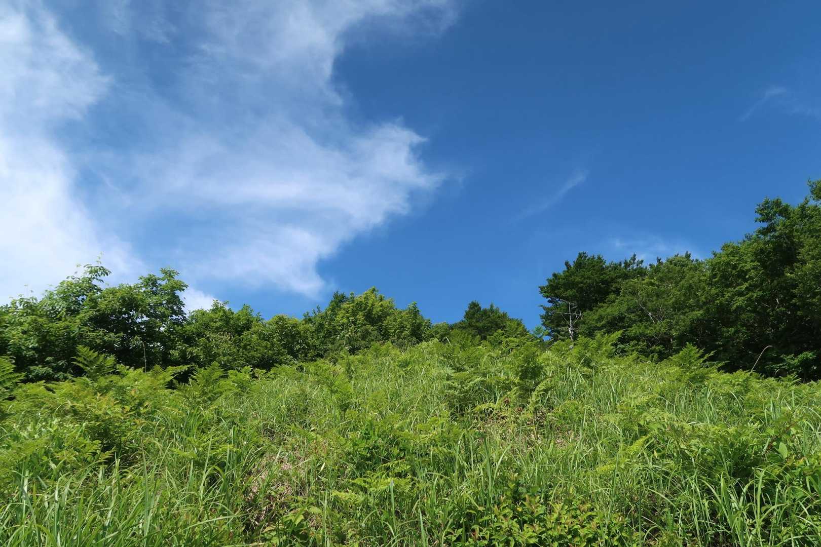 夏焼峠-恐羅漢山-旧羅漢山 周回コースの写真