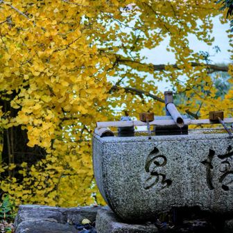 手水舎の手水鉢とイチョウとカエル