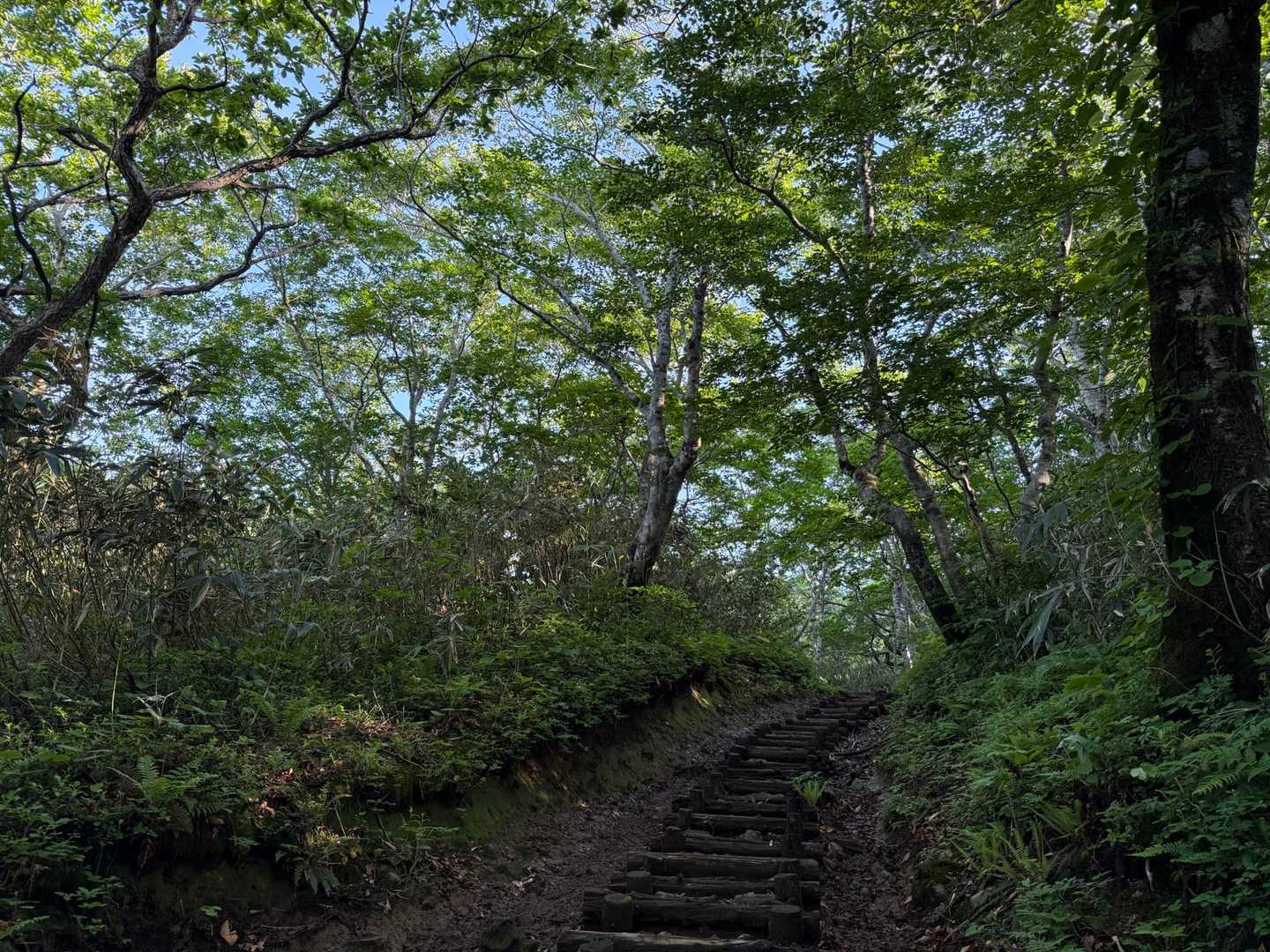 横長根までは樹林帯歩き、ちょっとドロドロゾーンあり