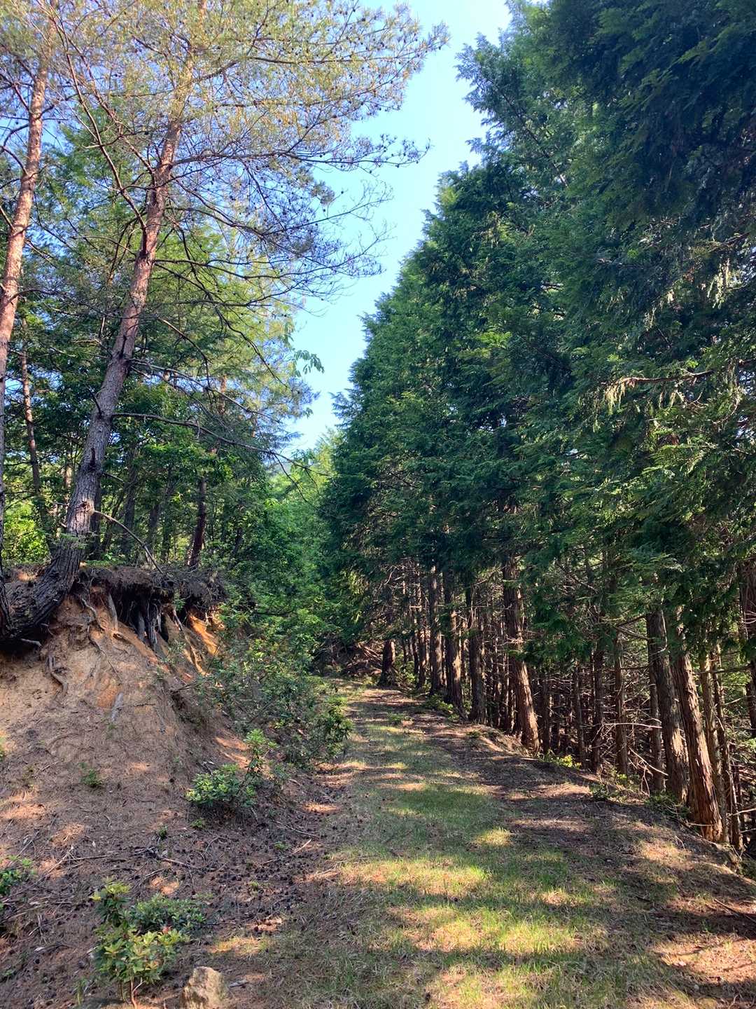法沢山 往復コースの写真