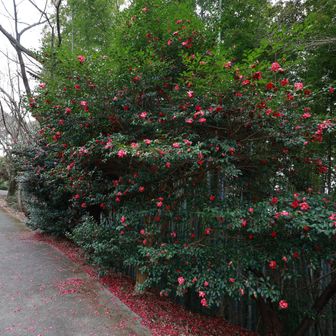 ここは一段と緑に赤が鮮やか