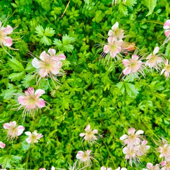 祖母岳の周りの「ｱﾙﾌﾟｽ庭園」は、
ﾁﾝｸﾞﾙﾏの花が多いのですが、
ちょうど花⇒綿毛に変わる、
不思議な現象が見れました😳🌸