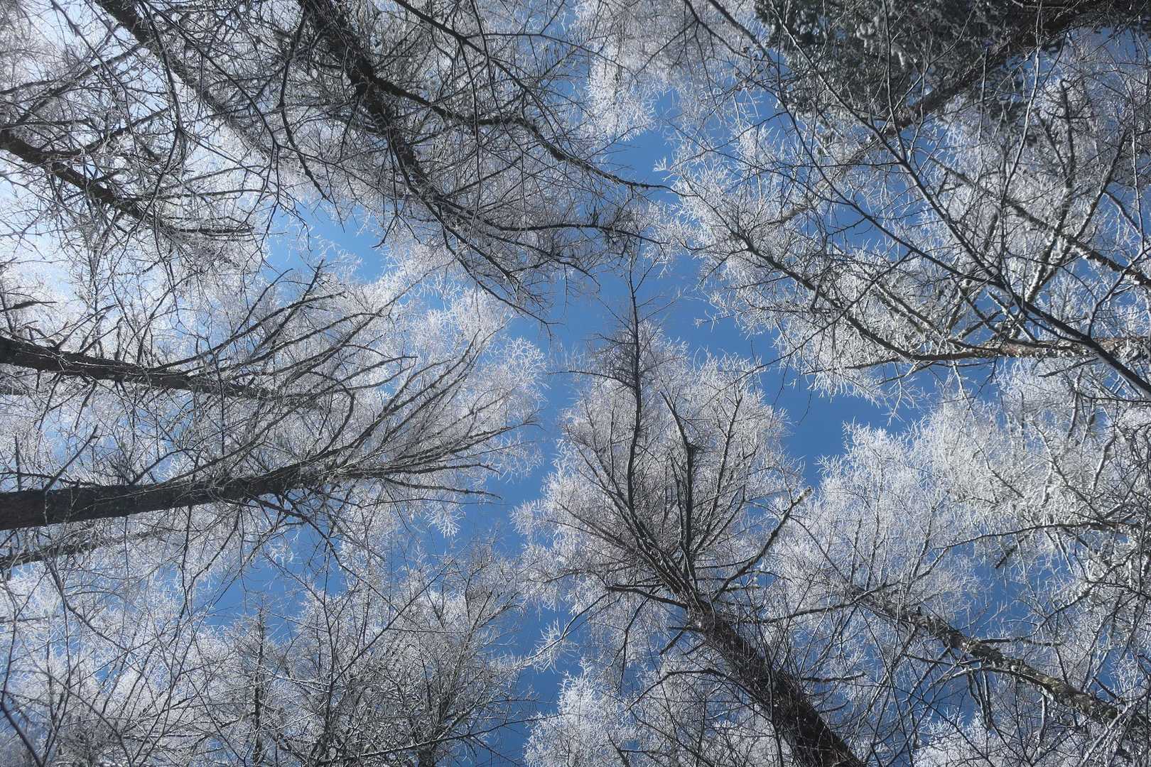 櫛形山 往復コースの写真