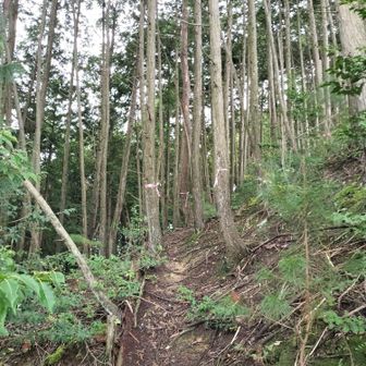 急登から始まる。少し緩んでパチリ。