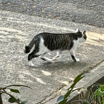 最後に山口神社⛩️で虎男🐱