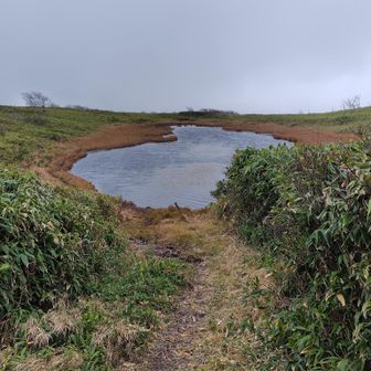 雲井沼　鹿の足跡多数🦌